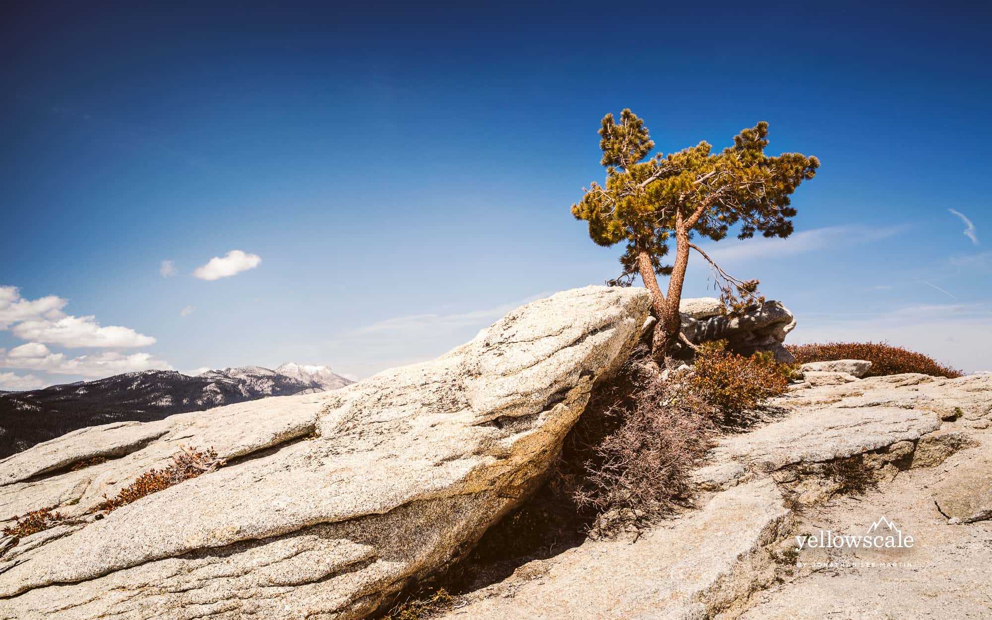 Sentinel Tree