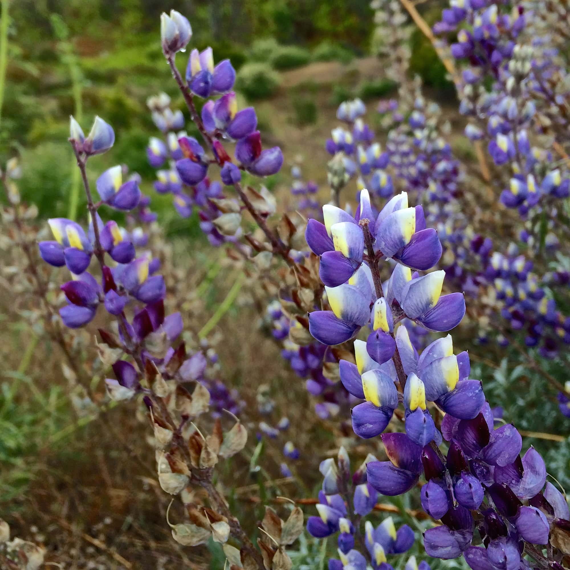 Lupine.