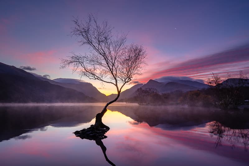 Lone Tree of Llanberis, Snowdonia National Park, Wales